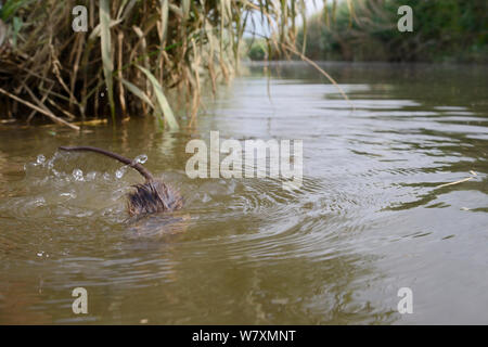 Vue grand angle faible de campagnol de l'eau élevés en captivité (Arvicola amphibius) plonger sous l'eau dans la rivière après la libération au cours de réintroduction, près de Bude, Cornwall, UK, juin. Banque D'Images