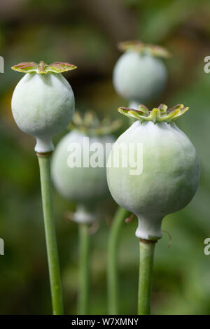 Un petit groupe d'Breadseed non mûr Têtes de pavot (Papaver somniferum) Banque D'Images