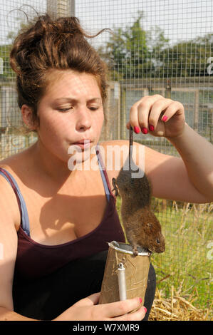 Beth Wonnacott le campagnol d'eau élevés en captivité de sexage (Arvicola amphibius) en soufflant sa fourrure pour révéler ses parties génitales, pendant la reproduction programme de réintroduction, Derek Gow Consultancy, près de Lifton, Devon, UK, juillet. Parution du modèle. Banque D'Images