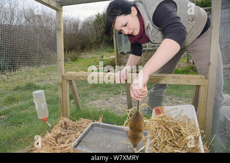 Rebecca Northey (campagnol de l'eau libération Arvicola amphibius) dans la cage d'élevage, le projet de réintroduction pour Derek Gow Consultancy, près de Lifton, Devon, Angleterre, mars 2014. Parution du modèle. Banque D'Images