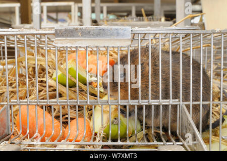 Close up de campagnol de l'eau élevés en captivité (Arvicola amphibius) dans la cage avec de la nourriture, avant rejet dans wild au cours de réintroduction, Derek Gow Consultancy, près de Lifton, Devon, UK, mars. Banque D'Images