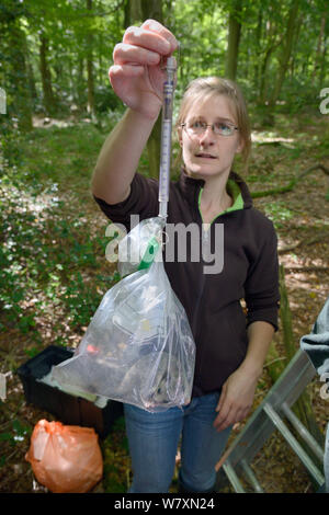 Dani Rozycka pesant un adulte / Lipides comestibles loir (Glis glis) dans un sac en plastique sur une balance à ressort. Dans un bois où l'espèce s'est naturalisée, Buckinghamshire, Royaume-Uni, août. Parution du modèle. Banque D'Images