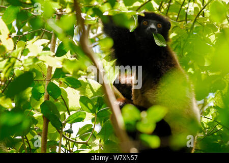 Milne-Edwards&# 39 ; sifaka (Propithecus edwardsi) se nourrissent de feuilles. Parc national de Ranomafana, Madagascar. Les espèces en voie de disparition. Banque D'Images