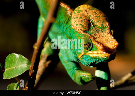 Parson&# 39;s caméléon Calumma parsonii (mâle), Parc National de Ranomafana, Madagascar. Semi captive, endémique à Madagascar. Banque D'Images