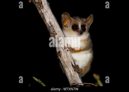 Souris gris-brun (Microcebus griseorufus lemur) la nuit, les espèces nocturnes. Réserve de Berenty, Madagascar. Banque D'Images