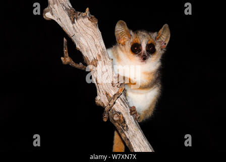 Souris gris-brun (Microcebus griseorufus lemur) la nuit, les espèces nocturnes. Réserve de Berenty, Madagascar. Banque D'Images