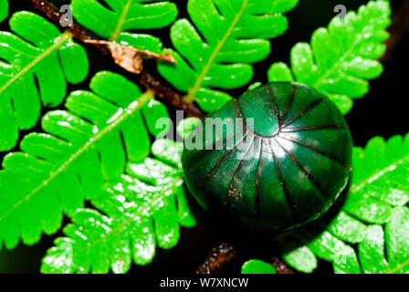 Madagascar green emerald-mille-pattes géant comprimé (Zoosphaerium neptunus) Parc Mantadia- Andasibe Parc National. Madagascar. Banque D'Images