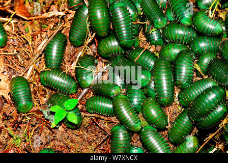 Madagascar green emerald-mille-pattes (Zoosphaerium comprimé géant neptunus) Parc Mantadia- Andasibe Parc National. Madagascar. Banque D'Images