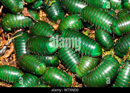 Madagascar green emerald-mille-pattes (Zoosphaerium comprimé géant neptunus) Parc Mantadia- Andasibe Parc National. Madagascar. Banque D'Images