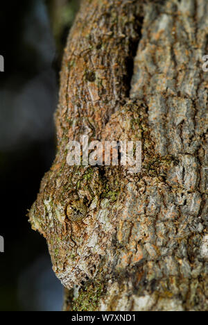 Feuilles moussus gecko Uroplatus sikorae (queue) camouflé sur tronc d'arbre, Andasibe- Mantadia, parc national de Madagascar. Banque D'Images