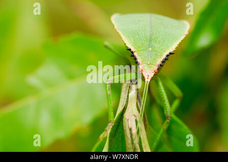 Katydid vert (Tettigoniidae) camouflé entre les feuilles, à Madagascar. Banque D'Images