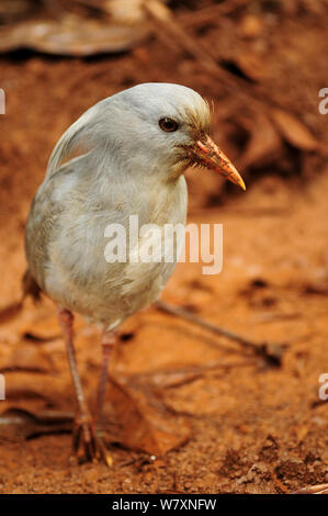 Kagu (Rhynochetos jabatus) portrait, Blue River Provincial Park / Parc Provincial de la Rivière Bleue, Nouvelle Calédonie. Espèces menacées, endémiques. Banque D'Images
