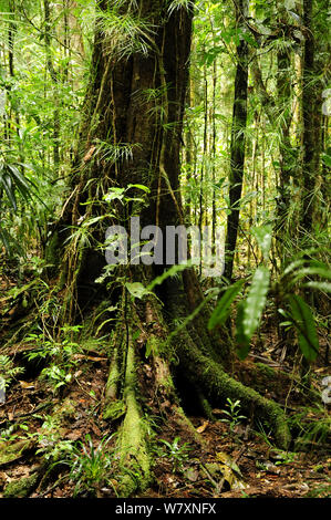 La forêt tropicale dans le parc provincial de la rivière bleue / Parc Provincial de la Rivière Bleue, Nouvelle Calédonie. Banque D'Images