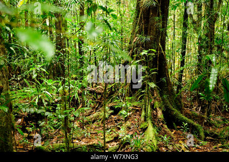 La forêt tropicale dans le parc provincial de la rivière bleue / Parc Provincial de la Rivière Bleue, Nouvelle Calédonie. Banque D'Images