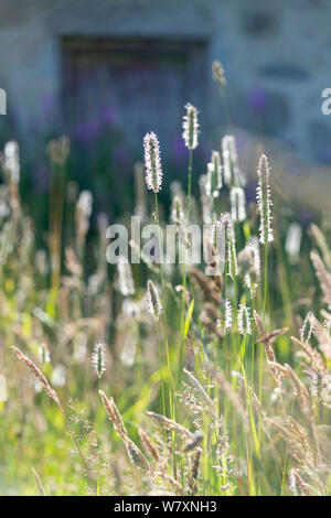 Une variété de graminées, y compris Vulpin des prés, Carex ovale & Soft-Grass, rampant sur les herbages en face d'un ancien bâtiment de ferme Banque D'Images