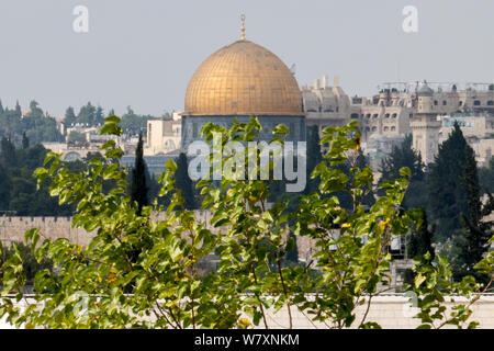 Jérusalem, Israël. 7 Août, 2019. Le dôme doré de la roche et la mosquée d'Haram Al Sharif, le noble sanctuaire, sur le mont du Temple a été construit sur la pierre de fondation à l'emplacement exact de la temples juifs. Les juifs religieux sont en train d'observer les "Trois Semaines" ou "Ben HaMetzarim', une période de deuil sur la destruction du premier et deuxième temples juifs, une période qui va climax le neuvième jour du mois juif de Av, observé à partir de la soirée du 10 août, 2019. Credit : Alon Nir/Alamy Live News. Banque D'Images