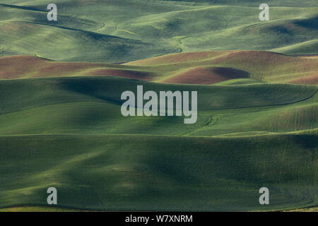 Vue sur les terres agricoles de Steptoe Butte, Steptoe Butte State Park, Whitman County, Washington, USA, juin 2014. Banque D'Images