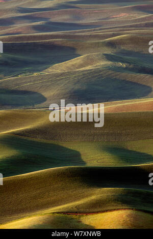 Vue sur les terres agricoles à partir de la Palouse Steptoe Butte State Park, Whitman County, Washington, USA, juin 2014. Banque D'Images