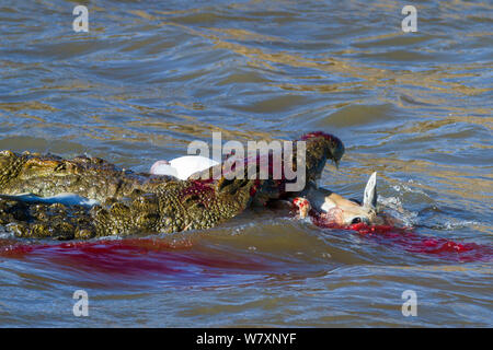 Les crocodiles du Nil (Crocodylus niloticus) se nourrissant de Thomson&# 39;s (Eudorcas thomsonii gazelle) rivière Mara, Masai-Mara game reserve, Kenya. Banque D'Images