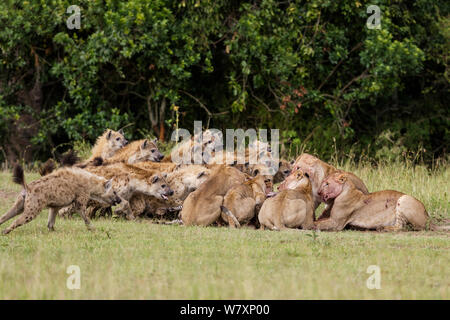 L'Hyène tachetée (Crocuta crocuta) pack Lionnes difficiles (Panthera leo) pour tuer, Masai-Mara game reserve, Kenya. Banque D'Images