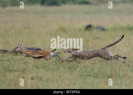 Femme Guépard (Acinonyx jubatus) chassant la gazelle de Thomson (Eudorcas thomsonii) Masai-Mara game reserve, Kenya. Banque D'Images