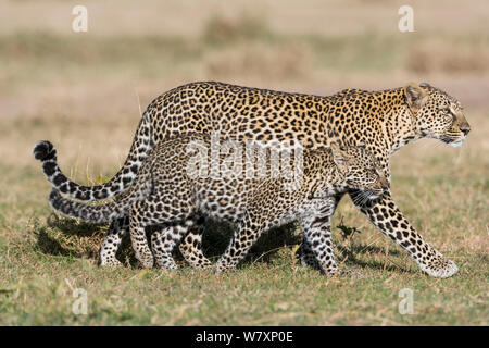 Leopard (Panthera pardus) femmes marcher avec cub âgés de 7 mois, Masai-Mara game reserve, Kenya. Banque D'Images