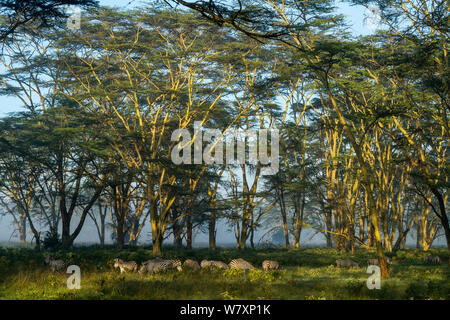 Grant&# 39;s zebra (Equus quagga boehmi) troupeau de la fièvre jaune les arbres d'acacia (Acacia xanthophloea) Le Parc National de Nakuru, au Kenya. Banque D'Images