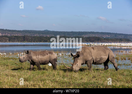 Le rhinocéros blanc (Ceratotherium simum) en face de inondé le lac Nakuru, le Parc National de Nakuru, au Kenya. Octobre 2012. Banque D'Images