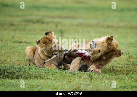 Deux lions mâles immatures (Panthera leo) combats de proie, Masai-Mara game reserve, Kenya. Banque D'Images