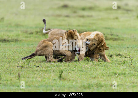 Trois Lions mâles immatures (Panthera leo) combats de proie, Masai-Mara game reserve, Kenya. Banque D'Images