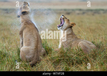 Deux Lionnes (Panthera leo) dans la pluie, secouant l'un et l'autre de bâiller. Masai-Mara game reserve, Kenya. Banque D'Images