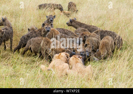 Deux Lionnes (Panthera leo) essaie de se défendre de tuer gros paquet de hyènes (Crocuta crocuta) Masai-Mara game reserve, Kenya. Banque D'Images