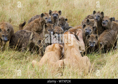 Deux Lionnes (Panthera leo) essaie de se défendre de tuer gros paquet de hyènes (Crocuta crocuta) Masai-Mara game reserve, Kenya. Banque D'Images