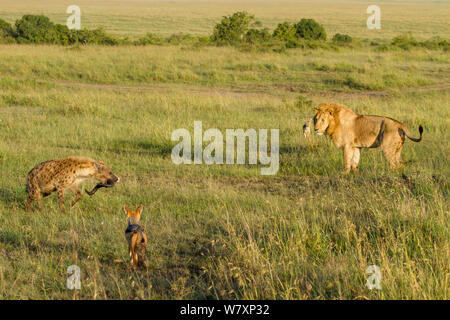 Male lion (Panthera leo), l'Hyène tachetée (Crocuta crocuta) et le chacal (Canis mesomelas) sur le site de kill, Masai-Mara game reserve, Kenya. Banque D'Images