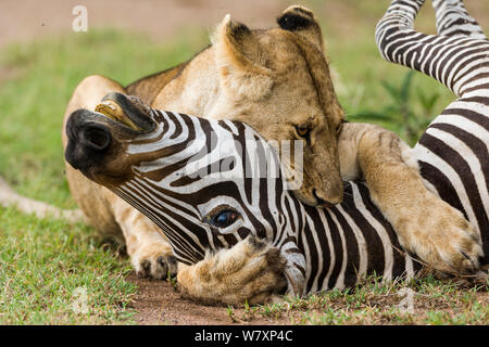 Lioness (Panthera leo) Zebra (Equus quagga suffocante) proie, Masai-Mara game reserve, Kenya. Banque D'Images