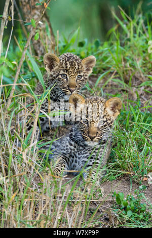 Leopard (Panthera pardus) d'oursons âgés de 2 mois, Masai-Mara game reserve, Kenya. Banque D'Images