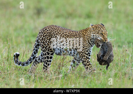 Leopard (Panthera pardus) femmes transportant cub âgés de 1 mois, Masai-Mara game reserve, Kenya. Banque D'Images