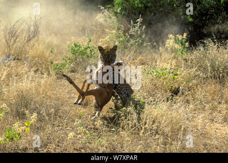 Leopard (Panthera pardus) femelle avec Impala (Aepyceros melampus), Samburu game reserve, Kenya. Banque D'Images