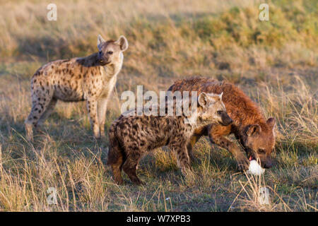 L'Hyène tachetée (Crocuta crocuta) femmes et jeunes avec l'Autruche (Struthio camelus) oeuf, Masai-Mara game reserve, Kenya. Banque D'Images