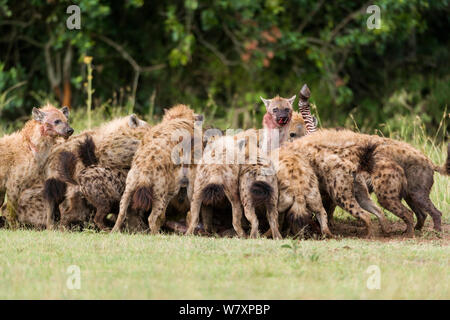 L'Hyène tachetée (Crocuta crocuta) pack qui se nourrit d'une moule tuer volés de lions, Masai-Mara game reserve, Kenya.. Banque D'Images