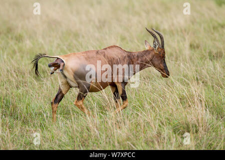 Topi (Damaliscus korrigum / Damaliscus lunatus) femmes donnant naissance, Masai-Mara game reserve, Kenya. Banque D'Images