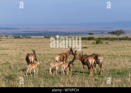 Groupe de femmes Topi (Damaliscus korrigum / Damaliscus lunatus) avec les jeunes, Masai-Mara game reserve, Kenya. Banque D'Images