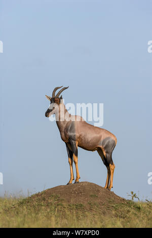 Topi (Damaliscus korrigum / Damaliscus lunatus) mâle territorial d'alerte permanent sur mound, Masai-Mara game reserve, Kenya. Banque D'Images