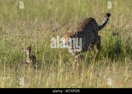 Juvenile Guépard (Acinonyx jubatus) bébé chasse Thomson&# 39;s (Eudorcas thomsonii gazelle), Masai-Mara game reserve, Kenya. Banque D'Images