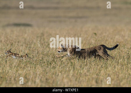 Jeune Guépard (Acinonyx jubatus) chasing Thomson bébé&# 39;s (Eudorcas thomsonii gazelle) Masai-Mara game reserve, Kenya. Banque D'Images