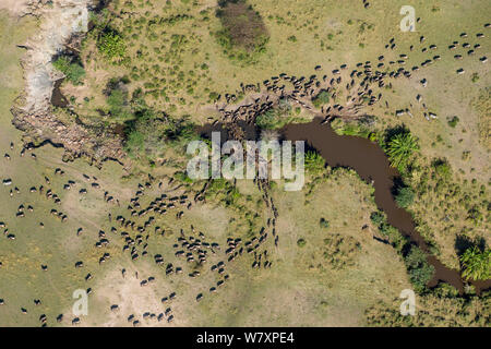 Vue aérienne de Gnous (Connochaetes taurinus) migration des troupeaux. Masai-Mara game reserve, Kenya. Banque D'Images