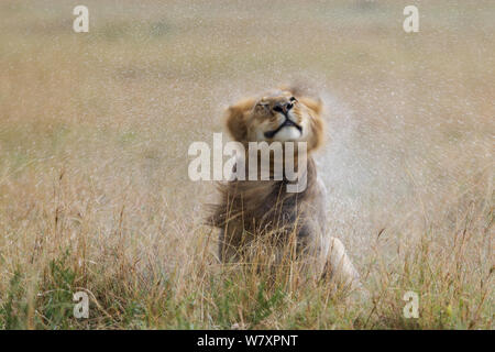 Lion (Panthera leo) de sexe masculin se secouant après la pluie, Masai-Mara game reserve, Kenya. Banque D'Images