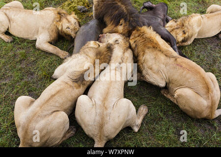 Groupe de lions (Panthera leo) se nourrissant de buffles (syncerus caffer) tuer, Masai-Mara game reserve, Kenya. Banque D'Images