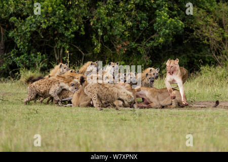 Lionnes (Panthera leo) en conflit avec grand groupe de hyènes tachetées (Crocuta crocuta) plus de tuer. Masai-Mara game reserve, Kenya. Banque D'Images