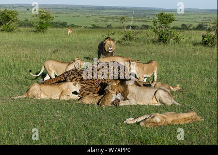Troupe de lions (Panthera leo) se nourrissant de masais Girafe (Giraffa camelopardalis tippelskirchi) tuer, Masai-Mara game reserve, Kenya. Banque D'Images